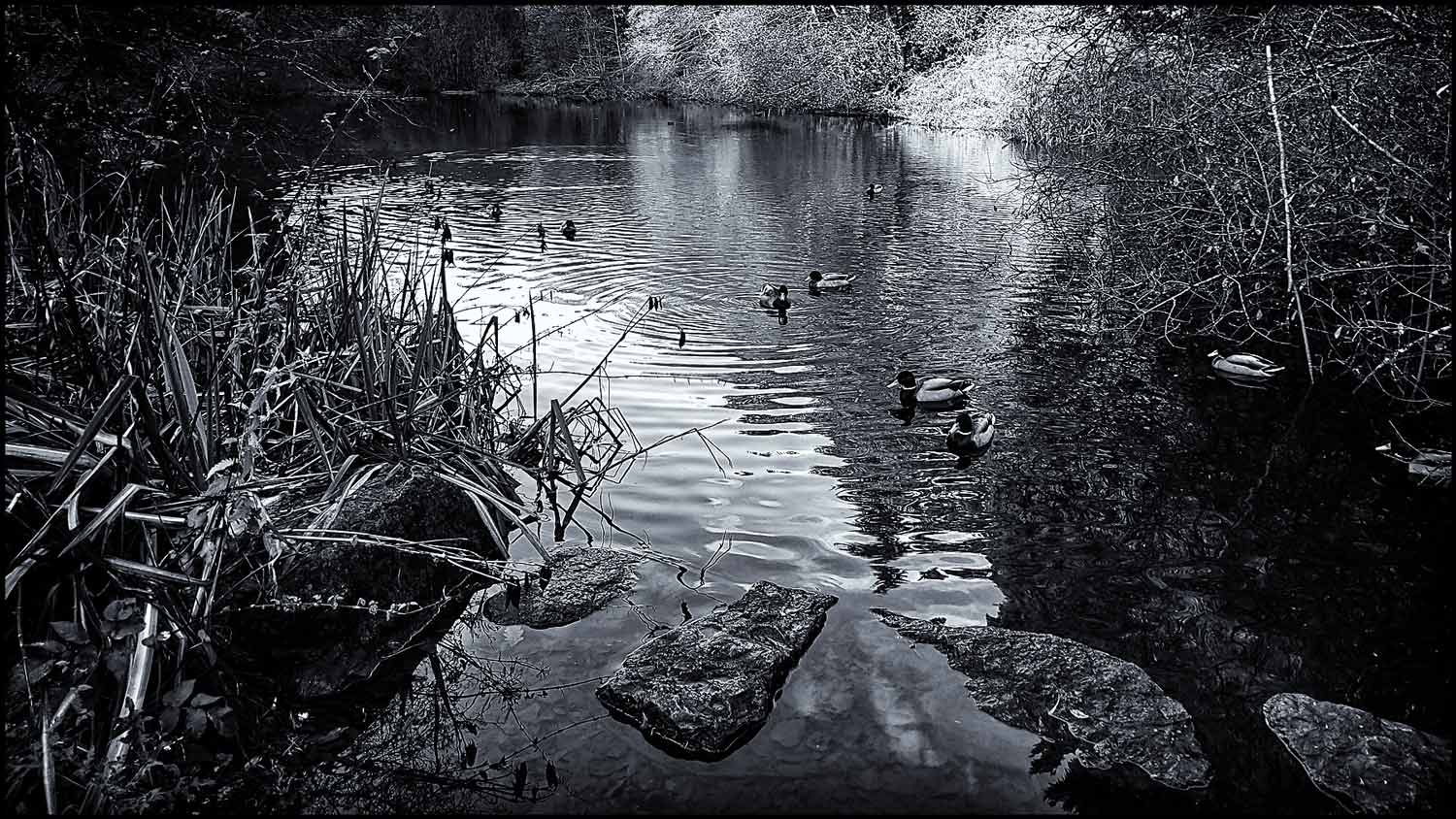 I know a bank where the wild thyme grows. Ponds in the Forest of Arden